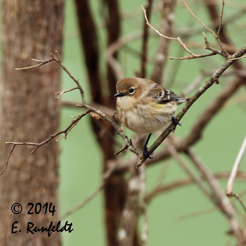 20Dec-CBC 364.jpg - Yellow-rumped Warbler